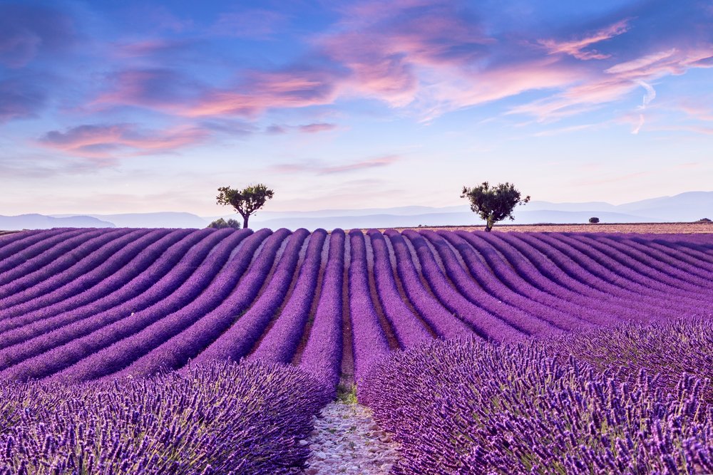 CoxA_l907's tweet photo. Provencal Paradise: Exploring the lavender fields of Provence, where colors and fragrances dance in the breeze. A sensory journey through the heart of France's countryside. 💜🌾 #ProvenceMagic #LavenderDreams https://t.co/WDJ8yEhAiB