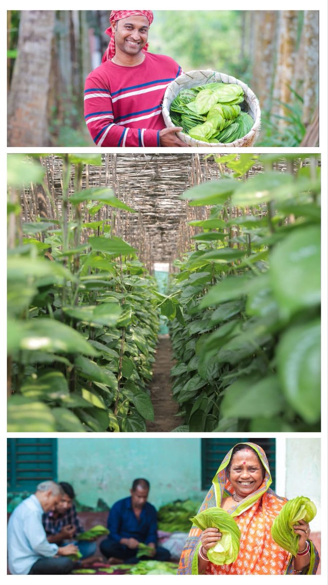 To boost betel vine cultivation, supply of betel leaves is exempt from levy of GST. Odisha Govt. supports pan baraj units with financial aid and offers interest-free crop loans up to Rs 1.00 lakh using KCC for betel vine cultivation. <a href="/premcchaudhary/">Prem chaudhary</a> <a href="/rajaaswain/">Ranendra Pratap Swain</a> <a href="/arvindpadhee/">Arabinda K Padhee</a>