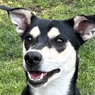 #YeniProfilResmi mutlu köpkelerde bugün