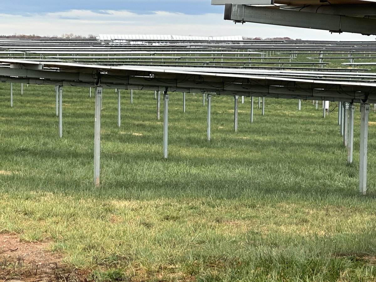 Does rotational grazing on solar really benefit the land??  Check out the grass here on one of our sites after a season of grazing. Most grass fields and yards have already turned brown. Now see what #graslambscaping can do for you. #solargrazing #solarsheep #rotationalgrazing