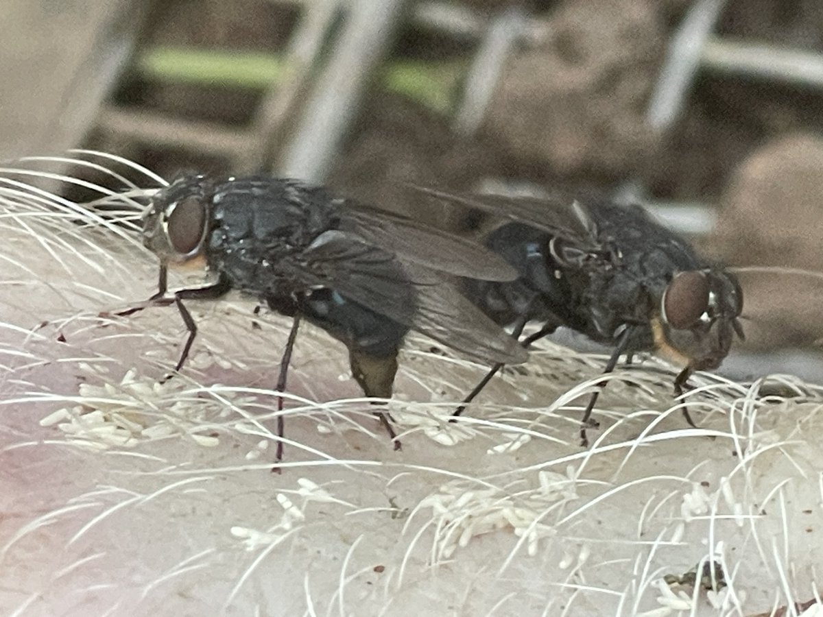 Favourite photo taken today! 
#Friends that lay together, stay together! 
Just two female #calliphoravomitoria doing what they do best! 
#phdlife #entomology #flies