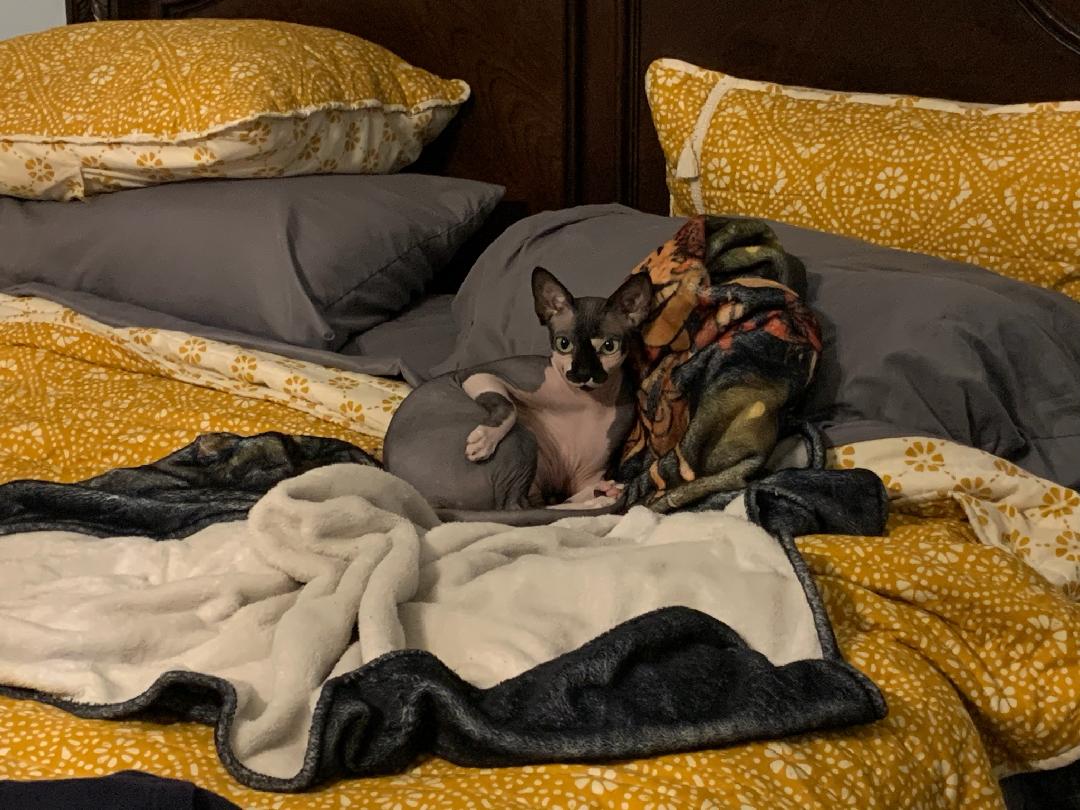 ITSaMe_Alex tweet media