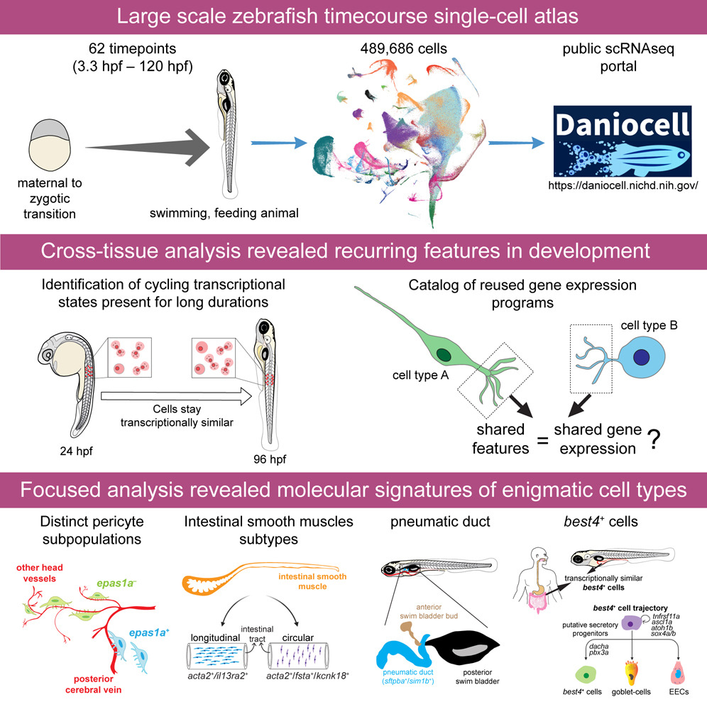 It has finally arrived! Our timecourse zebrafish single cell atlas profiling ~0.5M cells across 62 stages is now online @Dev_Cell authors.elsevier.com/c/1i81~5Sx5gtx… Thanks to everyone involved, especially @JeffreyAFarrell and @YiqunWang3 A tweetorial of major updates from the preprint 🧵👇