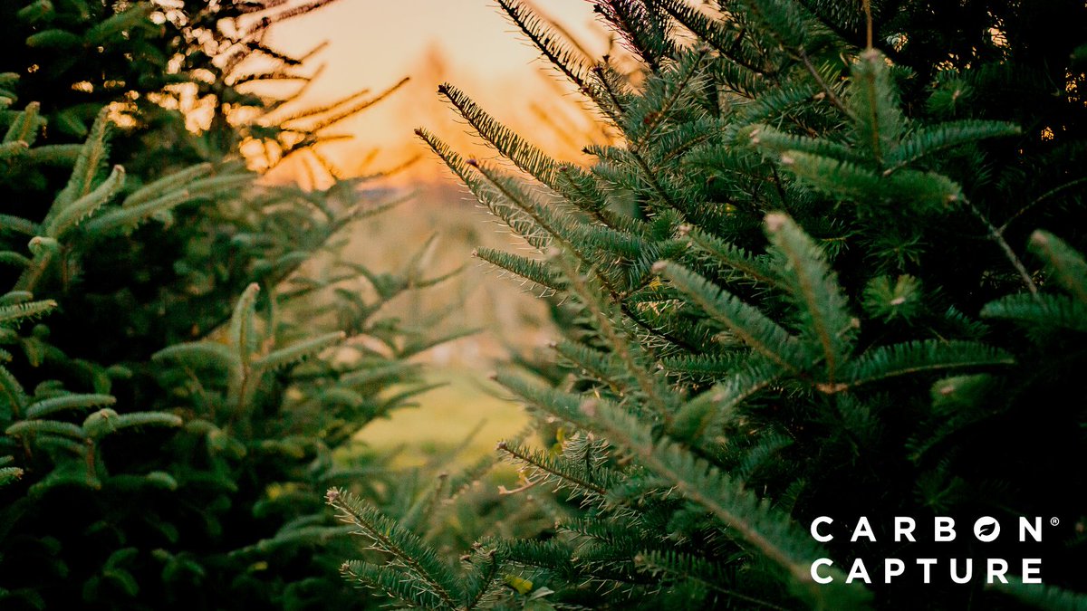 Did you know...

Many Christmas tree farms follow sustainable practices, planting more trees than are harvested each year.

The farms manage the entire life cycle of the trees, from planting to harvest. They carefully monitor tree health, providing optimal conditions for growth.