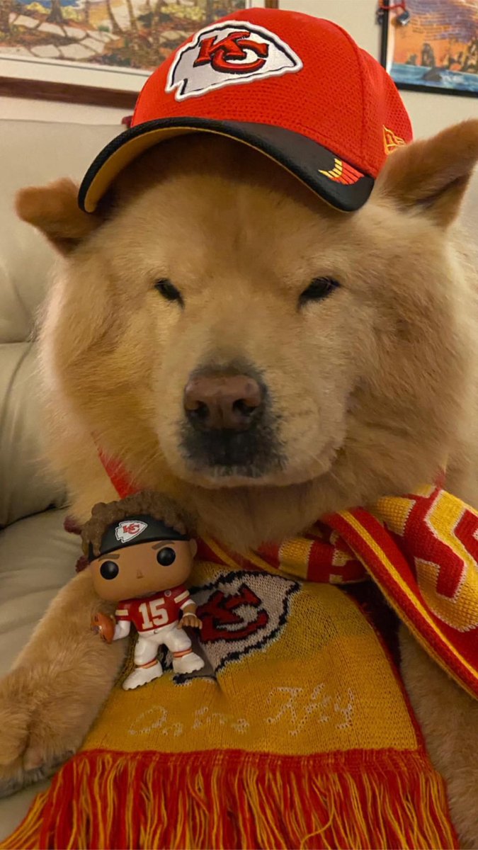 caryn_maroni's tweet photo. Nikko my #Chowdren dressed himself this morning &amp; said the ⁦@Chiefs⁩ will do better next game 🏈🏈🏈🏈
I ❤️ #ChowChows https://t.co/d8oF7Bhyz4