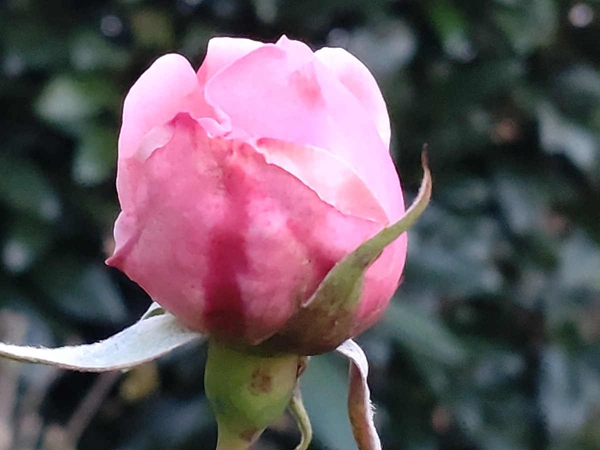 cheerssu's tweet photo. #RoseWednesday #Roses2023 #November2023 in Graz #grazliebe
@StormHour @ThePhotoHour https://t.co/x4gbs1Qryo