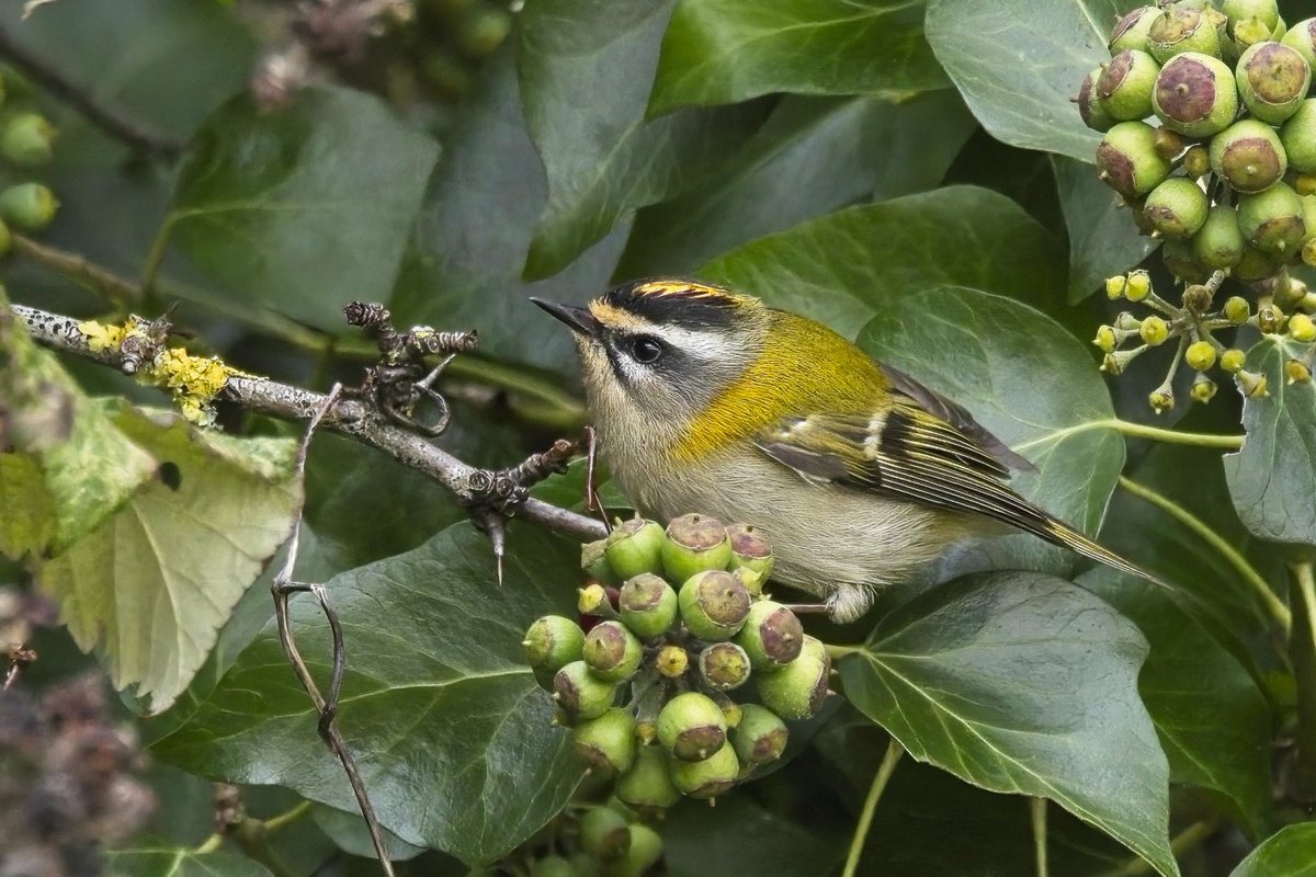 A few from my last couple of visits to Aberthaw and great to see the Firecrest again this morning. #glambirds
