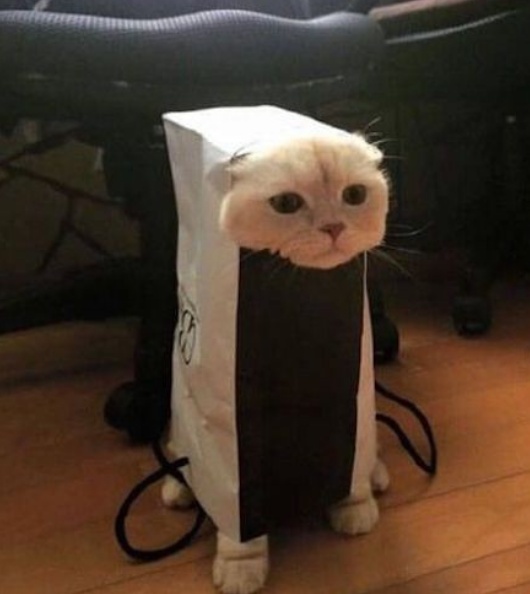 cute cat videos tweet media