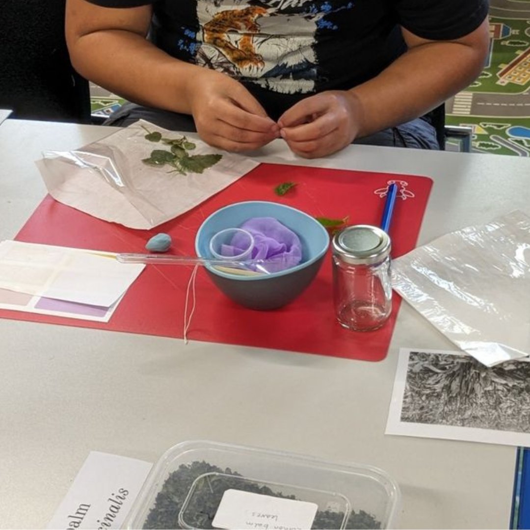 new_school_uk's tweet photo. 🌿 Class 3 had a great time in last week's herbal medicine workshop! They delved into the world of herbal remedies, discovering the soothing properties of lemon balm, and making stress balls 🍋 #edutwitter https://t.co/IJcBn9vfpf