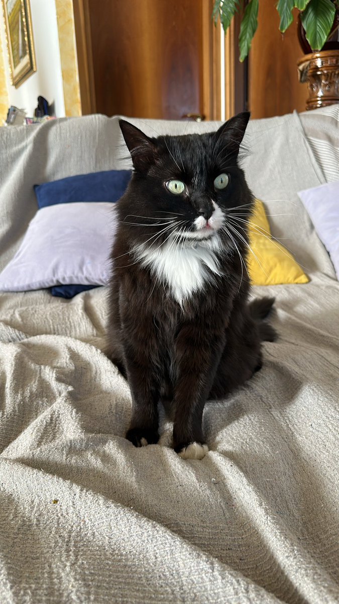 soos_mtg's tweet photo. Blep. 👁️👅👁️ #cat #love #cute #shmo https://t.co/phJZ8QPWze