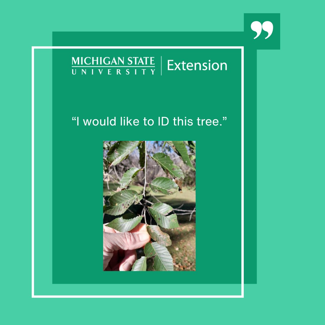 MSUExtension's tweet photo. Have you used Ask Extension? You can ask our experts for help identifying plants. The plant [pictured] is identified as a Siberian Elm (Ulmus pumila). https://t.co/ngxjKJuw1x #AskExtension #MSUExtension #horticulture https://t.co/up8r0hh1Ku