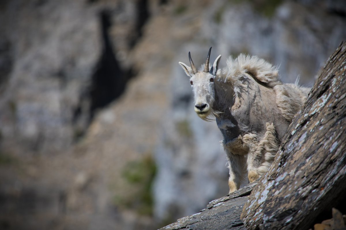 Hey, nature enthusiasts, adventure seekers, and podcast lovers! New episodes of Headwaters, the park's podcast, are being released. Listen wherever you get your podcasts. Made possible by the @GNPConservancy