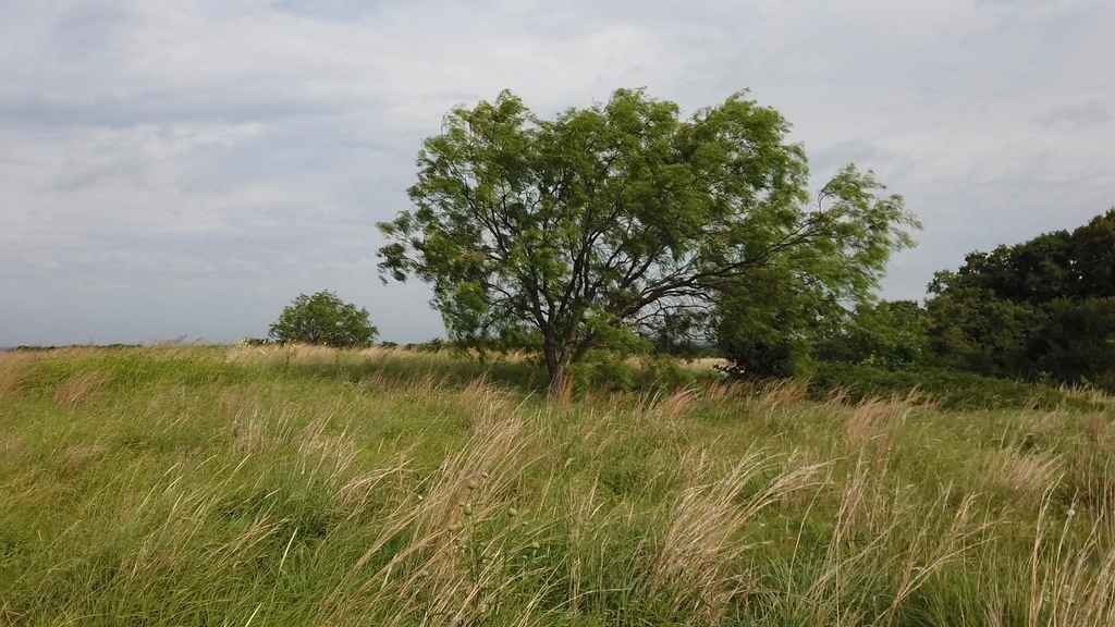 _NatGLC's tweet image. Did you know that well-managed grazing lands can provide multiple benefits to our society? Join us in promoting sustainable land use and reaping the rewards.