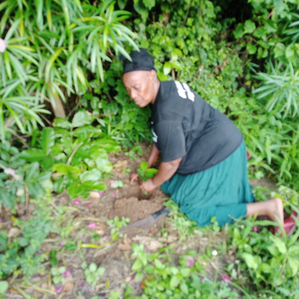 ngangace's tweet photo. Rural women participated on tree planting , self commentement on sustaining https://t.co/reFdU6TIfg