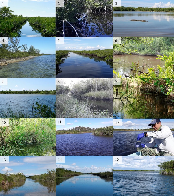 caste_jess's tweet photo. First eDNA study from Cuba, which is also the first eDNA metabarcoding study for the detection of Cuban Crocodile, was just published! 
@IntUGrativeBiol @CrocSpecGroup @TheWCS @projetmecistops @LucMilian @HannerLab

https://t.co/1uSpBWnoBZ https://t.co/HFoFYjH1zk