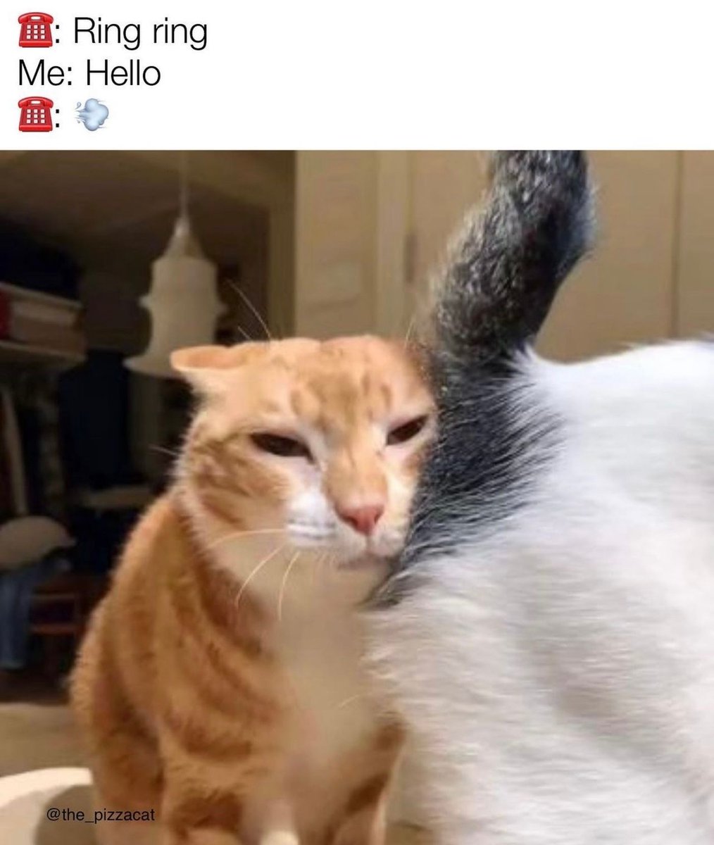 Posts Of Cats (@postsofcats) on Twitter photo 