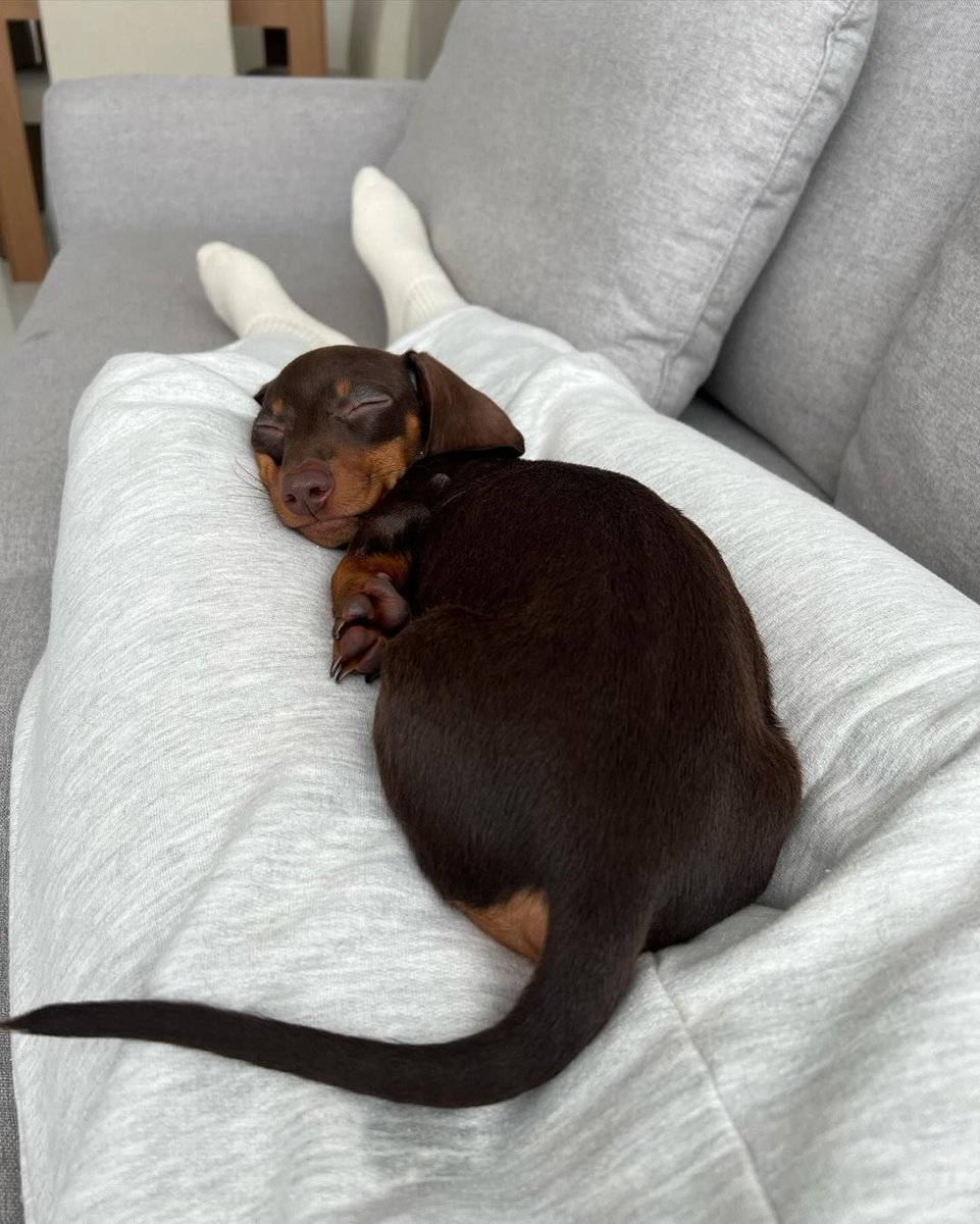 This is Cocoa. She has a lot to do today. But has decided that can wait. 13/10