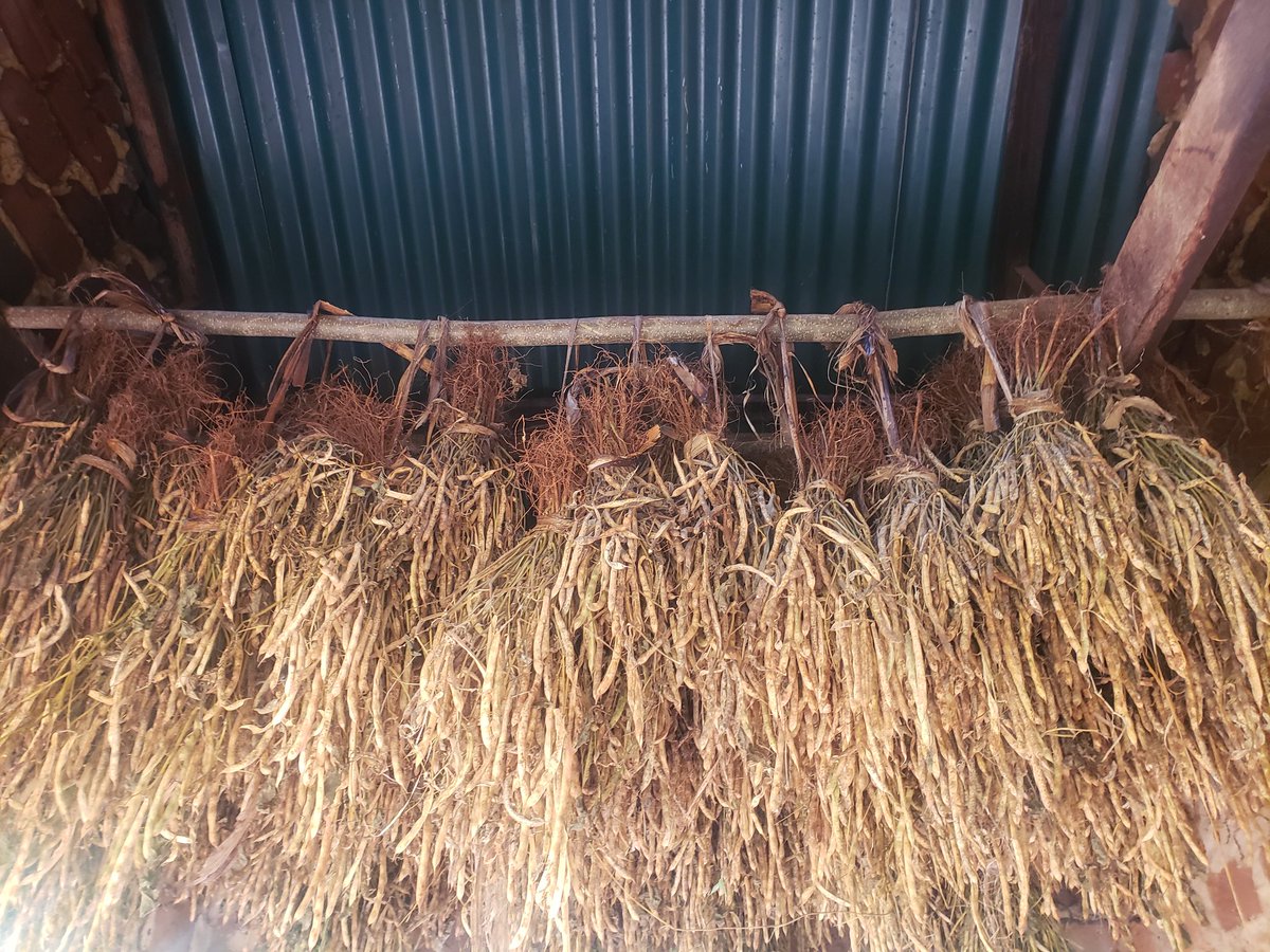 Too much rain this season!
Farmers ,let's  just  not get alot of losses despite  the unpredictable weather.
Innovative ideas exist , allows borrow a leaf always.  
#agriculture
#foodsecurity 
#climatechangeadoptation 
#ClimateAction
You can let your beans dry like this 👇👇