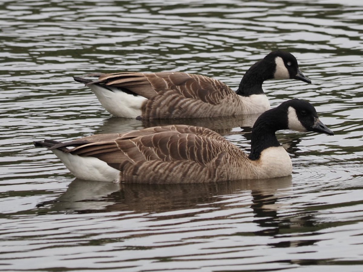 New paper identifies the species and traits of plants dispersed in urban and rural habitats by Canada Geese and Mallards. Most detailed study yet of endozoochory by UK wildfowl 1/2 @ebdonana @ajgreen_lab @UoM_EES @WWTworldwide @RSPBScience @CoDisperse onlinelibrary.wiley.com/doi/full/10.10…