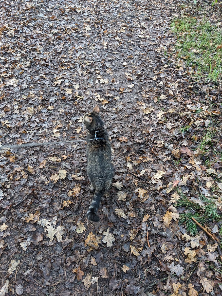 I've been on an #adventurecat adventure again!
It was awesome. Smelling plants and mushrooms, sharping my nails in real trees...
But why are people walking with their dogs unleashed while that is clearly prohibited? And they even get angry when you ask them to keep them close 😾.