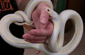 random_snakes's tweet image. Daryl Hall gets a restraining order against John Oates and of course, everyone is making song puns about it.

I'd make a joke about this very serious matter...But I'm a maneater, whoa, oh, here I come...I'm a maneater! 🤪🎶🐍🍽️🧔‍♂️😩 #BadJokes