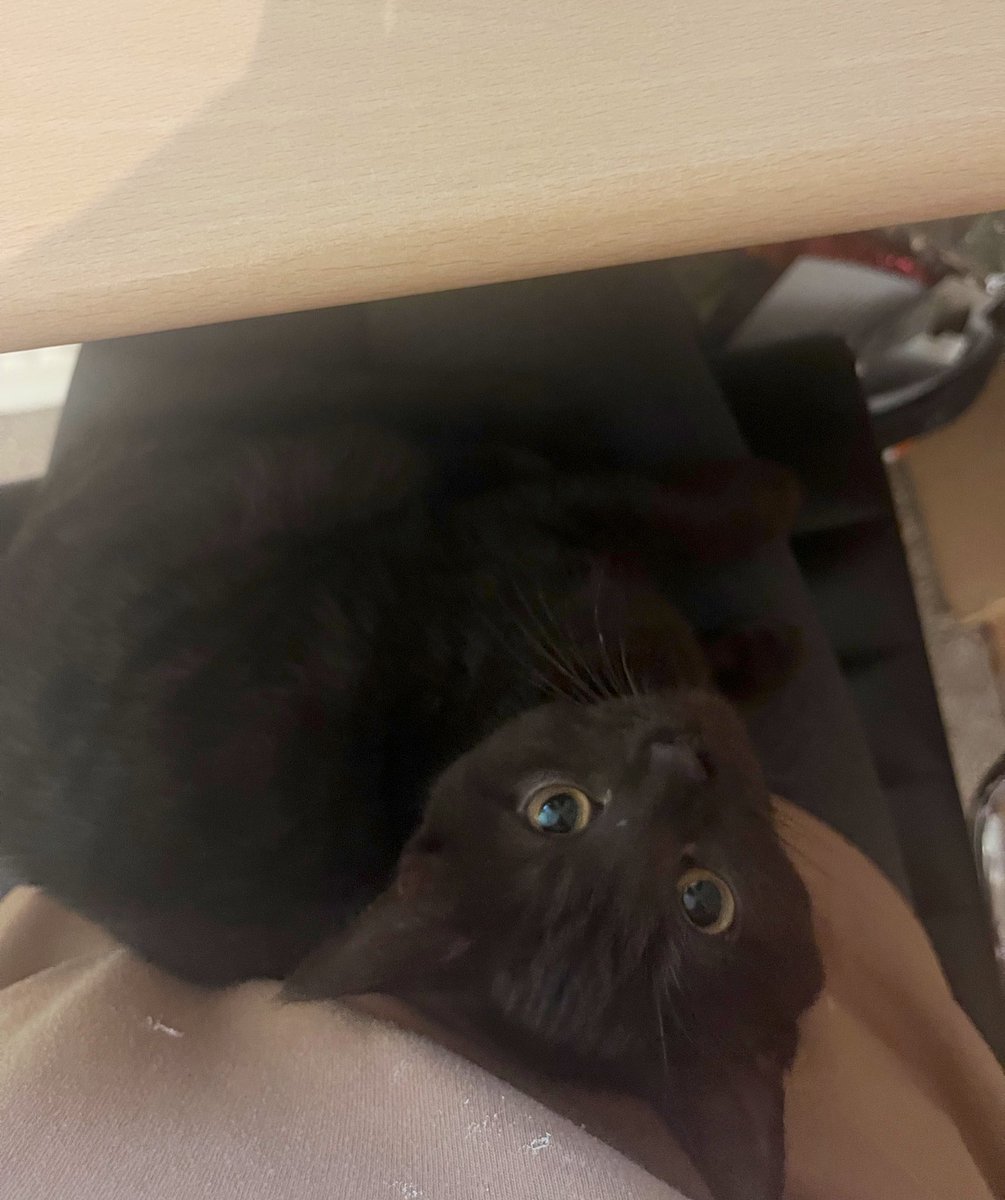 Michaela_Realm's tweet photo. Wfh: clingy kitten edition https://t.co/0s9J9V1FQK
