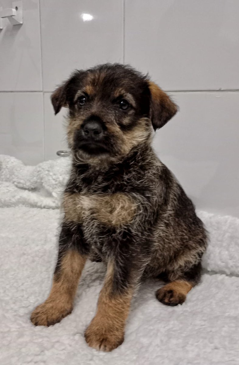 agatocan's tweet photo. Si no se produce un milagro Rania se va a quedar sola este sábado, día agridulce donde los haya, puesto que estamos muy felices por las adopciones de sus herman@s, sin embargo nuestros ojos se anegan de lágrimas al imaginarla sola, laiando desconsoladamente, buscando el calor https://t.co/BE9OMRjGyj