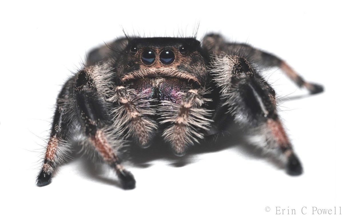 Erin Powell, Ph.D. tweet media