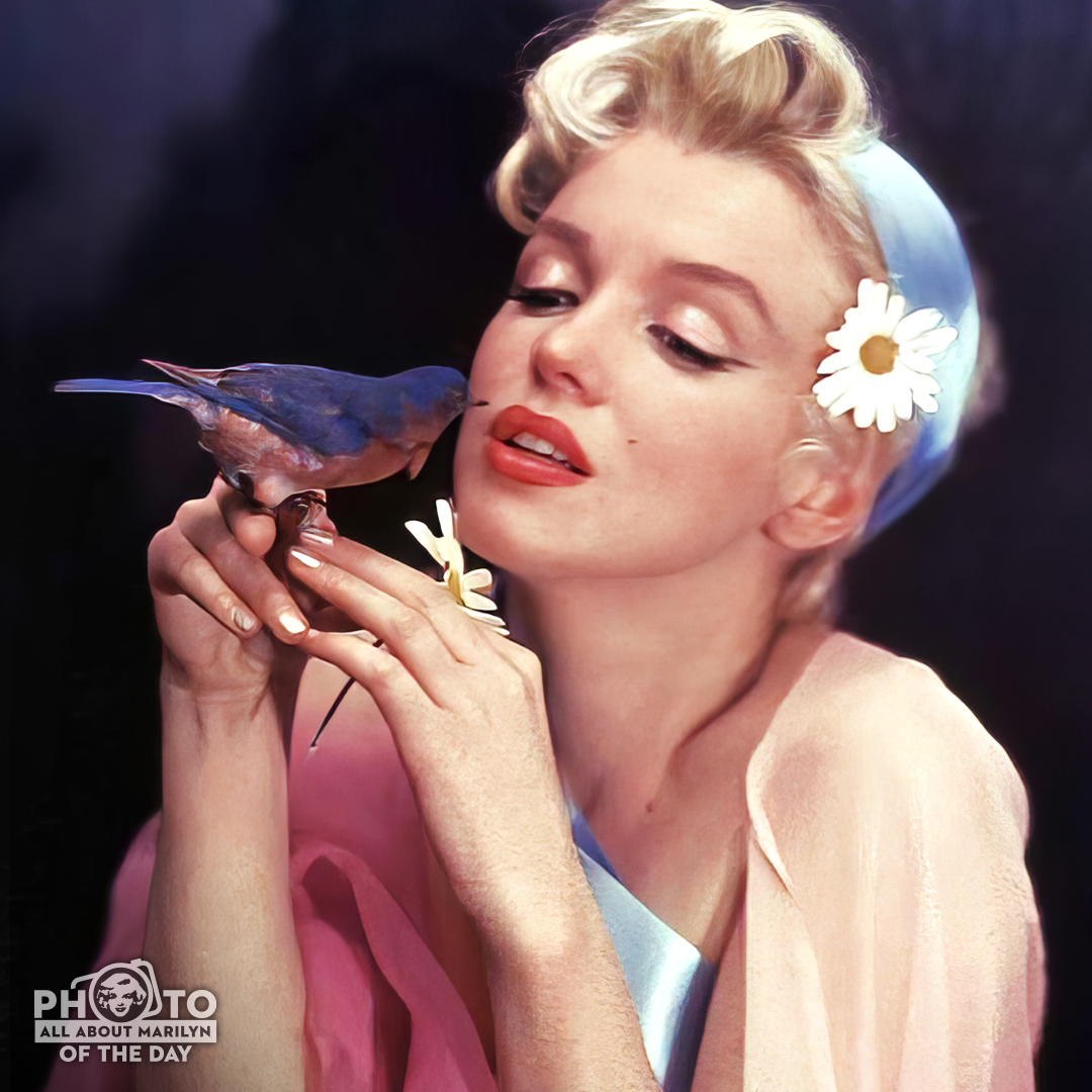 MARILYN MONROE #PhotoOfTheDay — A #classic shot of Marilyn with a #bluebird by 📸 Sir Cecil Beaton. 💋. 

#MarilynMonroeFans #AllAboutMarilyn #MarilynMonroe #MarilynMonroeMoment #VintageHollywood #50s #MarilynMonroePhotos #OldHollywood #MarilynMonroeFan #vintagecolor