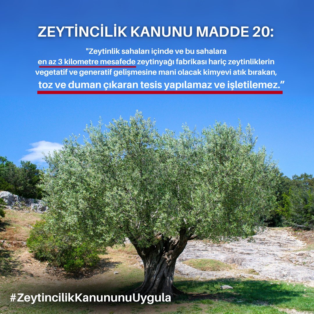 Ölmez ağacını dahi öldürmeye çalışan şirket ve göz yuman kurumlar! <a href="/TCTarim/">T.C. Tarım ve Orman Bakanlığı</a> <a href="/ibrahimyumakli/">İbrahim Yumaklı</a> #ZeytincilikKanunuUygula