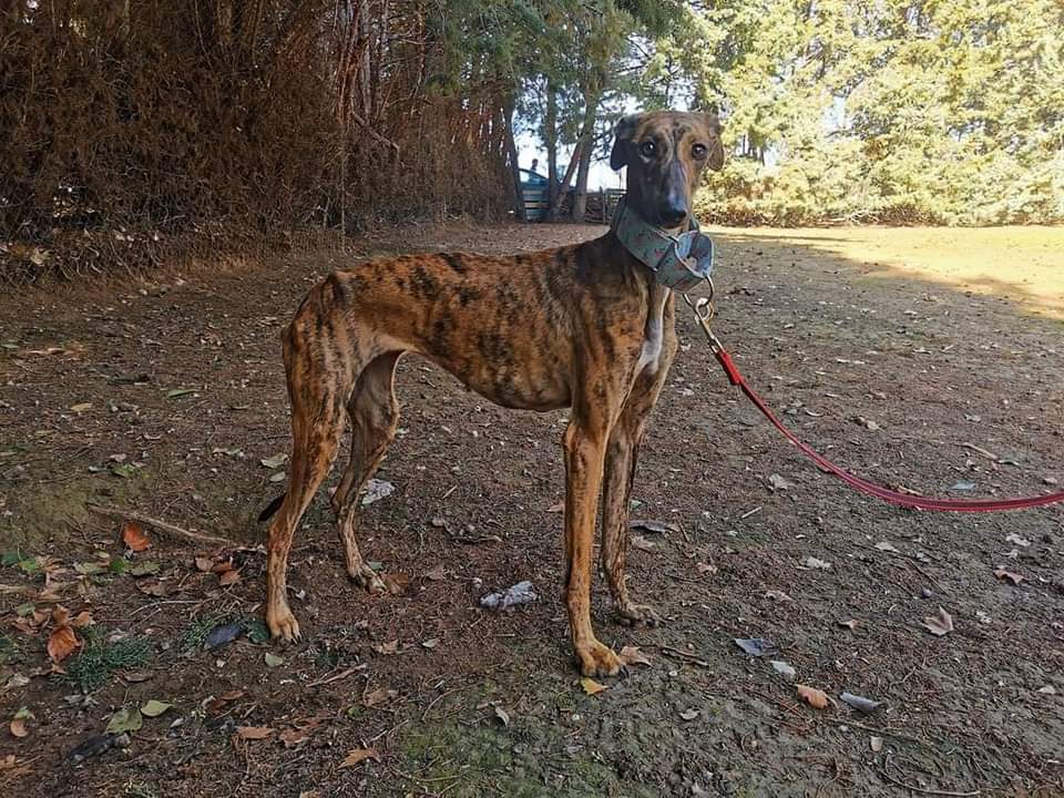 ACOGIDA URGENTE
🟠Hope. Recogida por un CPA de Madrid y rescatada por ASOCIACIÓN BAASGALGO 
Literalmente en los huesos

Tiene aproximadamente un añito y no guarda rencor alguno, tiene el carácter de lo que es una adolescente alocada que nada más verte quiere ser tu mejor amiga ⤵️