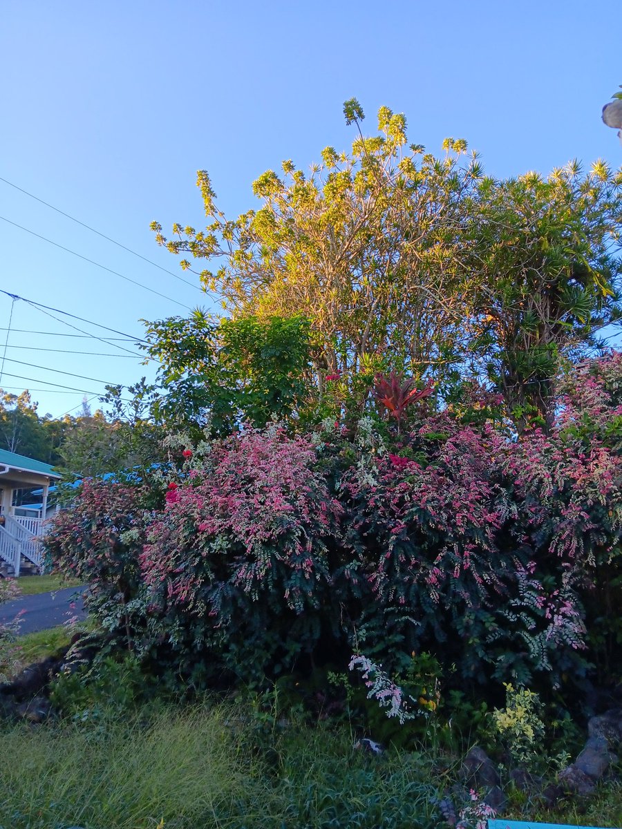 mamocorrina's tweet photo. I just bought #50 more shares of @tesla_na. I now own 192 shares of @tesla_na #averaging in. Still red. But I #love and #believe in @elonmusk #wickedlygorgeous on this #WondrousWednesday on the #bigisland of #Hawaii https://t.co/2hvj2x35Hb