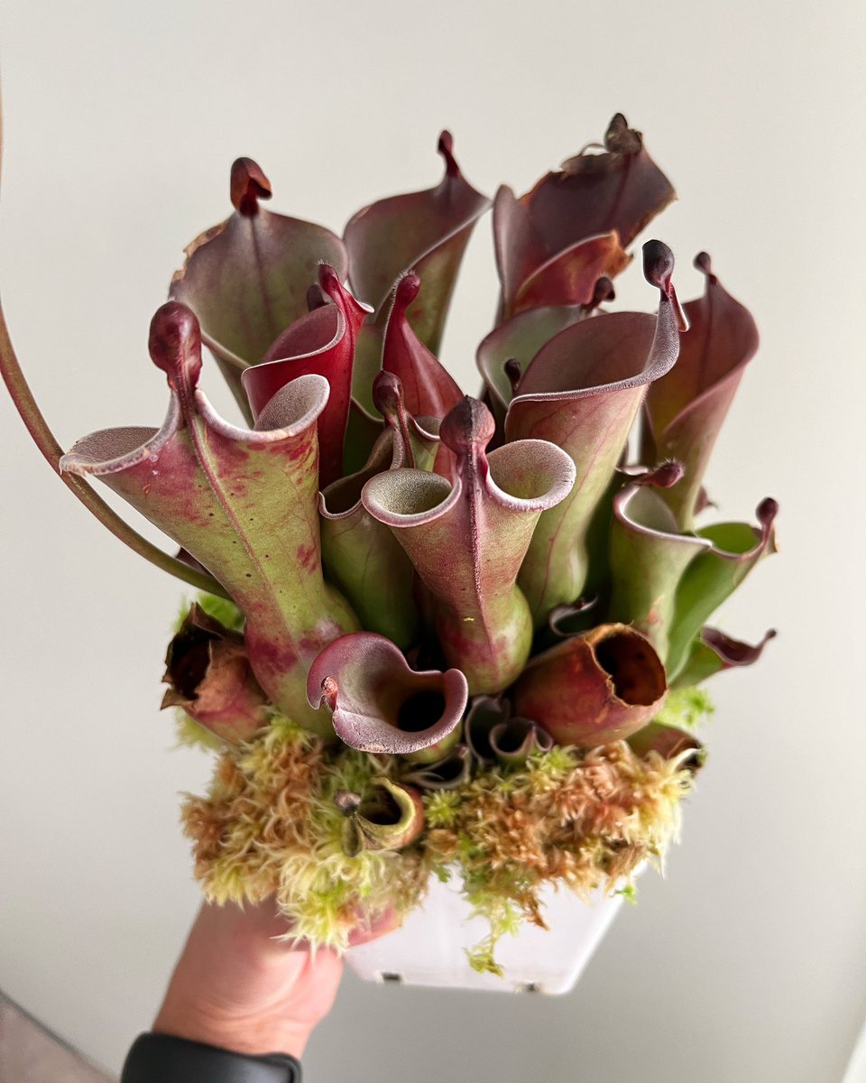 Heliamphora huberi (Angasima) x purpurascens AW ISC 💐

#heliamphora #piantecarnivore #carnivorousplants #plant #strangeplant #indoorplants #tropicalplants #exoticplants #bellesesplants #plants