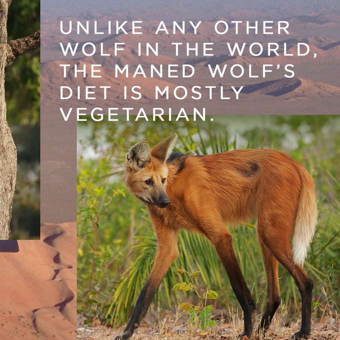 Deserts and grasslands hold some of the most fascinating and tenacious creatures on the planet.   Catch<a href="/tag/planetearth3"class="tags"><span>#planetearth3</span></a>