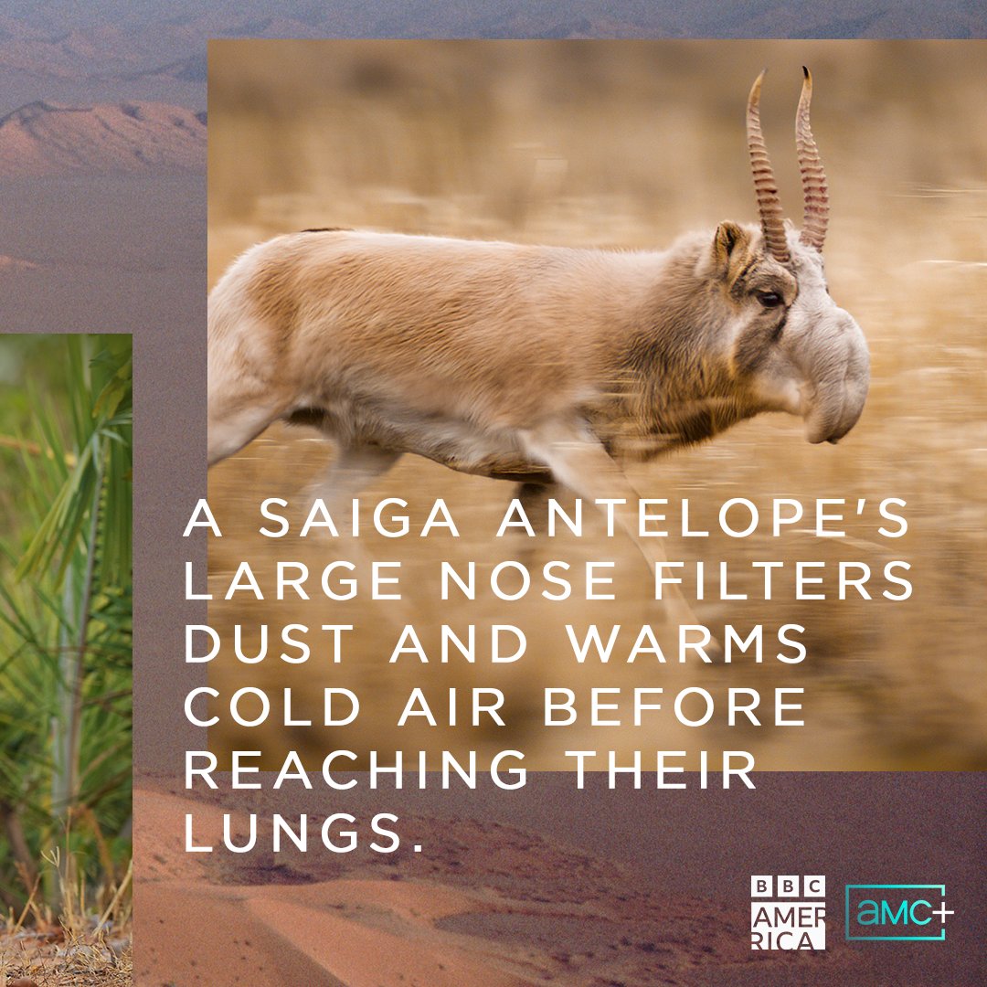 Deserts and grasslands hold some of the most fascinating and tenacious creatures on the planet. Catch up on #PlanetEarth3 now on @amcplus. New episodes premiere Saturdays on BBC America.