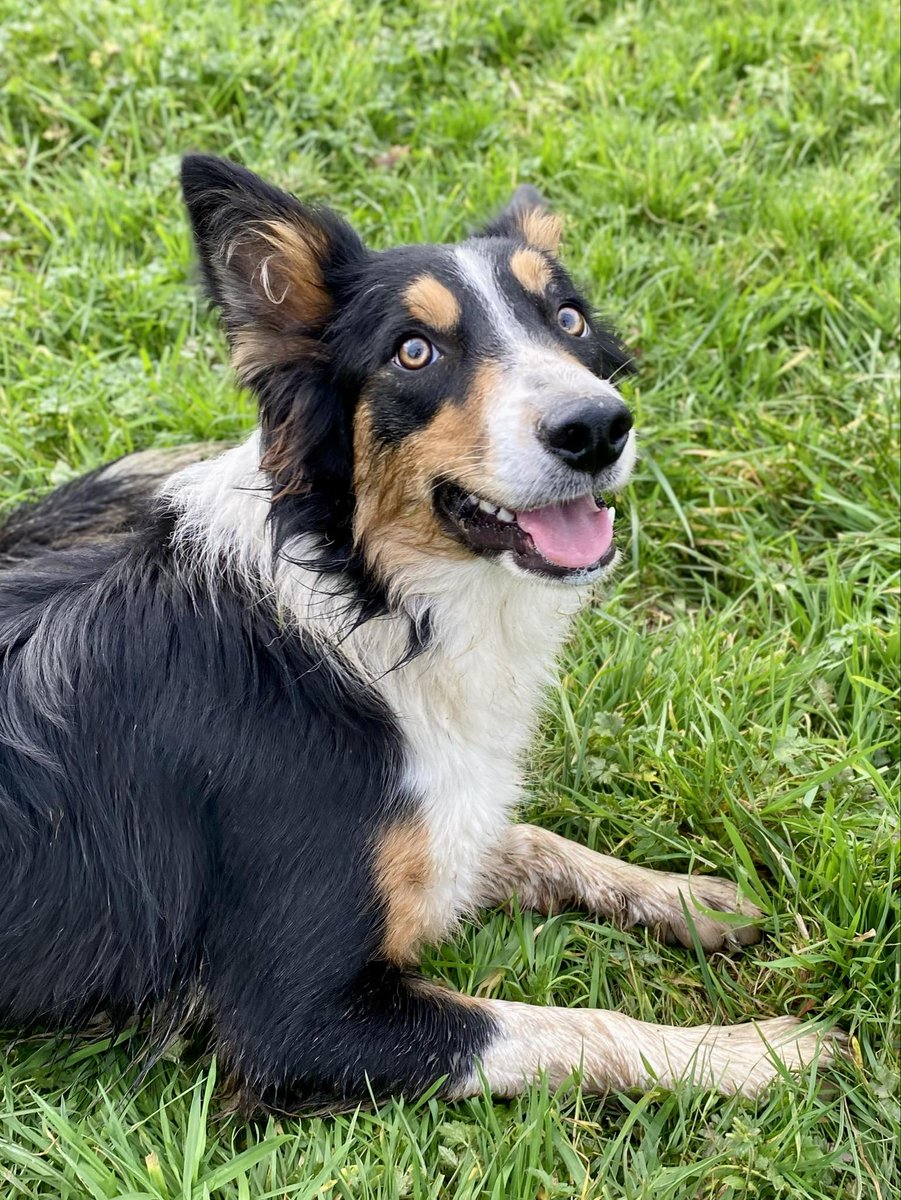 HartCollie's tweet photo. How absolutely stunning is #RubyTheRescue https://t.co/qGqwkC8zQn