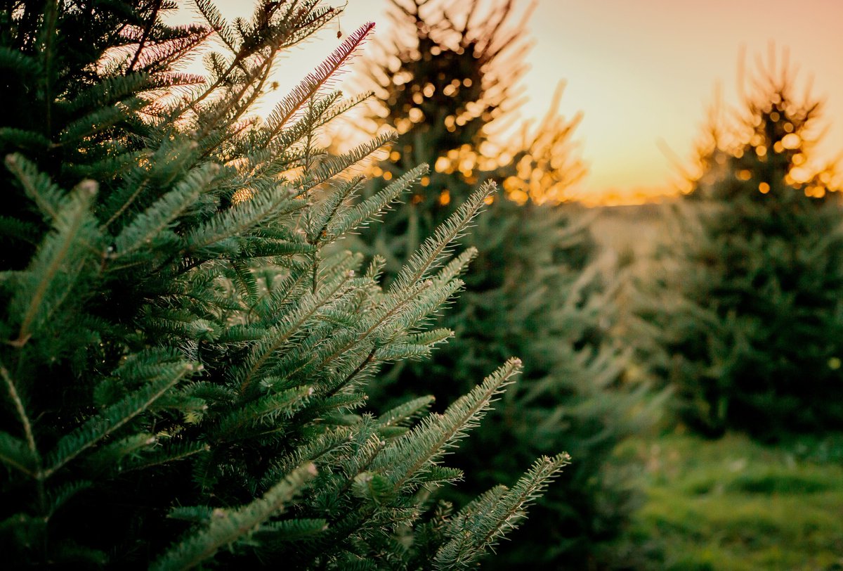 Indiana Dept of Ag (@isdagov) on Twitter photo Hunting for the perfect tree today? 🌲🌲
<a href="/Indiana_Grown/">Indiana Grown</a> has made it easier for you to find a Christmas tree farm near you → indianagrown.org/category-guide… Hunting for the perfect tree today? 🌲🌲
<a href="/Indiana_Grown/">Indiana Grown</a> has made it easier for you to find a Christmas tree farm near you → indianagrown.org/category-guide…