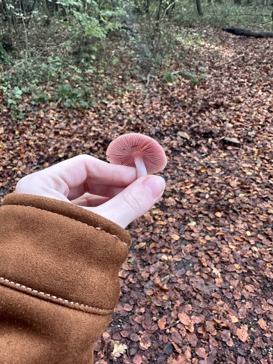 Anyone else see what I see in the first picture 👀🤣 a beautiful colour but struggling to identify it, rosy bonnet maybe?