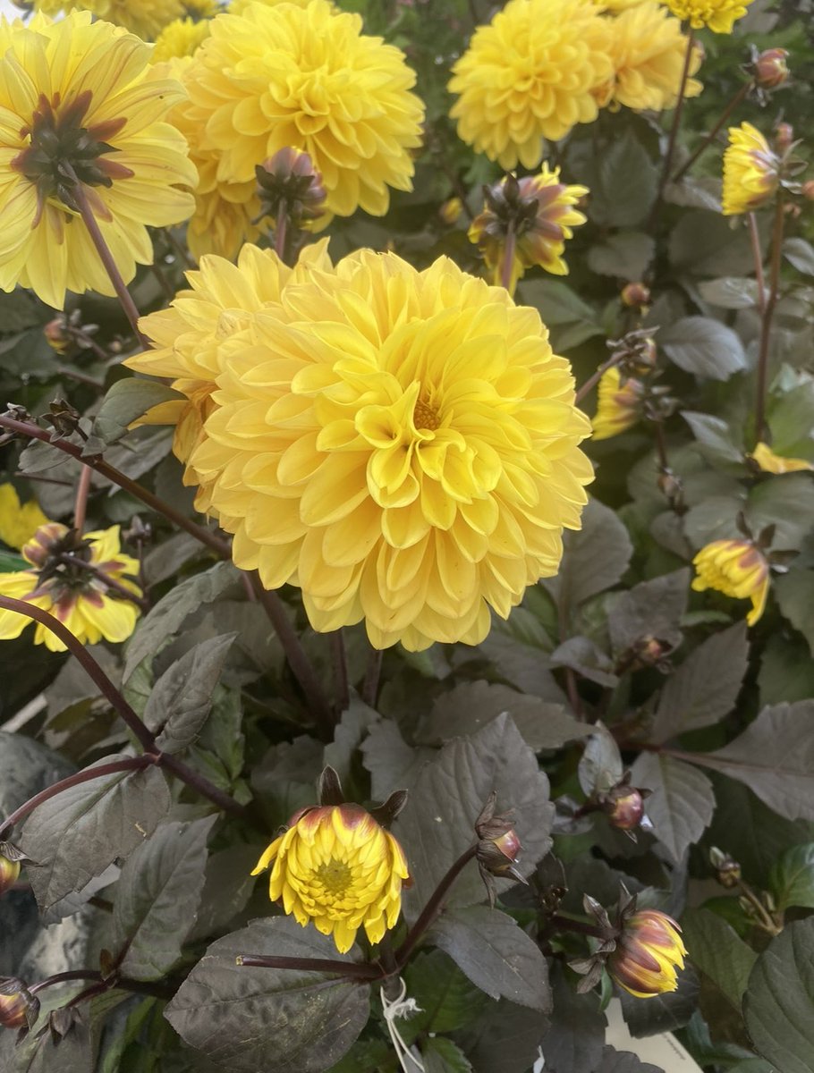 Drop something yellow from your gallery