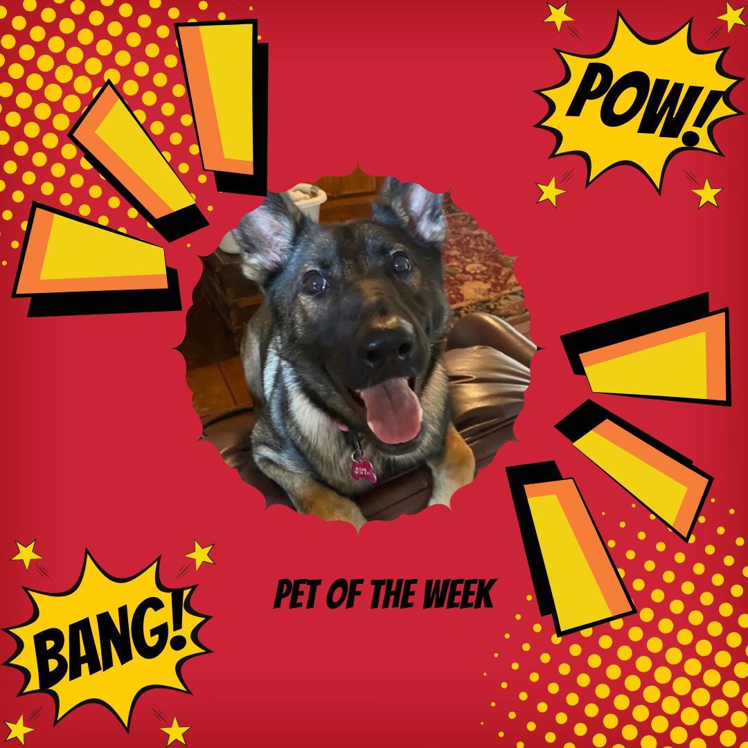 TechLawLibrary's tweet image. Meet this week's pet of the week Reagan! She is a two year old German Shepherd. Her favorite activities are playing in her pool and chasing a flashlight. She also likes to eat things she shouldn't, like mattresses and books.
#PetOfTheWeek #TechLaw