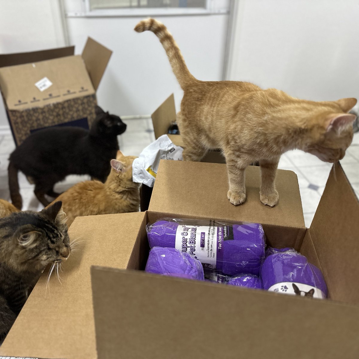 Thank you so much to everyone again who voted for us in the previous #ShelterChallenge contest! We have received our prizes! The kitties were so excited for their new blankets, toys, treats &amp; more! 
This is all because of you wonderful people &amp; your incredible support!💙🐾✨