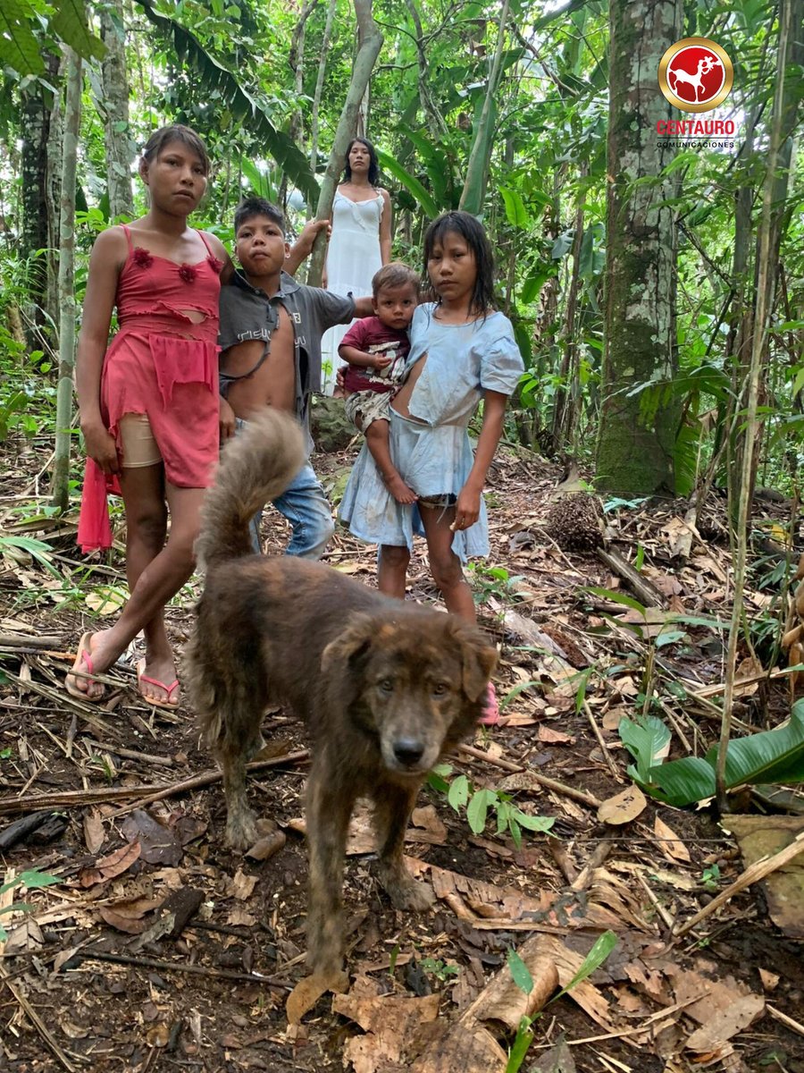 #Willy | Todos conocimos la historia de Wilson el perro que participó del exitoso operativo de rescate de los niños accidentados en la selva de Guaviare, lamentablemente el canino no apareció, y en la película será WILLY quién dará vida a este heróico y valiente personaje. 🐕‍🦺