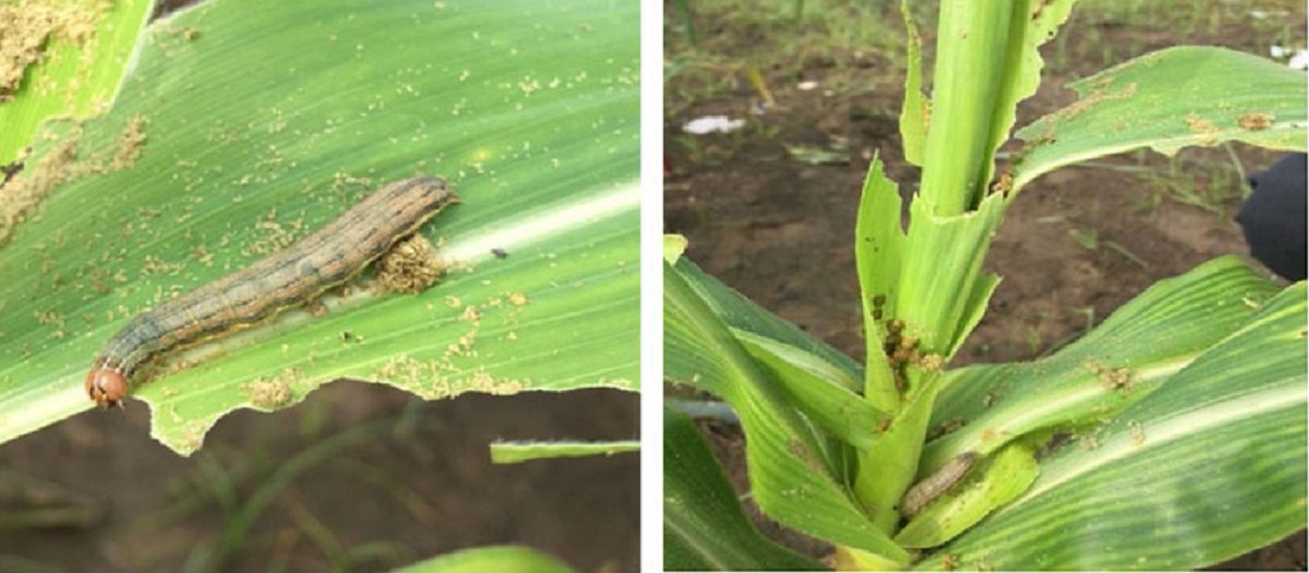 down2earthindia's tweet photo. Warm temperatures for prolonged periods may have led to massive pest attack in Assam, in which 28,000 hectares of paddy crop in 15 districts destroyed by armyworm, reports @shagun__k
https://t.co/BlOog5wElh
#armyworm #Assam #paddy #PestAttack https://t.co/7toElHzmyo
