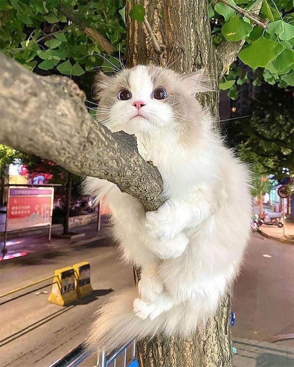 WeAssessCats's tweet photo. https://t.co/axVmoYWPzp