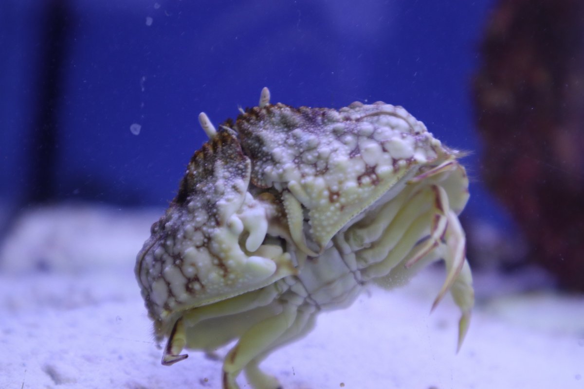 beitalsNY's tweet photo. The #sale has started! @beitalsny JOY JOY! Tell a #friend! #BlackFriday2023 #Thanksgiving #livingart #tropicalfish #aquarium #fishtank #saltwater #freshwater #blackfridaysale #pets #fishstore #reef #corals #maintenance #custombuilt #custommade #unique #massive https://t.co/ElX5akV5TF