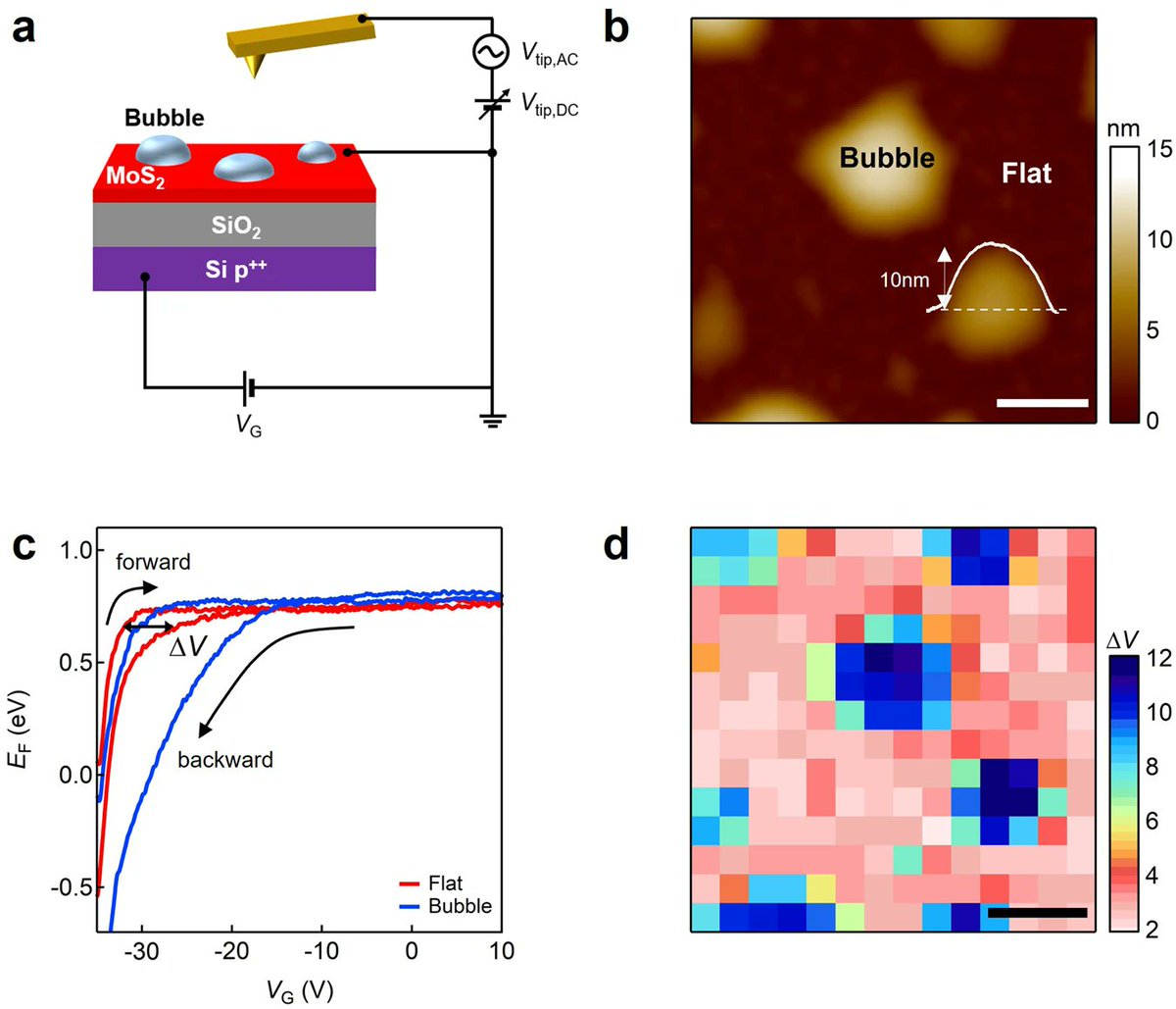 Kelvin probe force microscopy is used to study the origin and mechanism of charge trapping in nanobubbles of MoS2 on a SiO2 substrate 🫧 nature.com/articles/s4324…