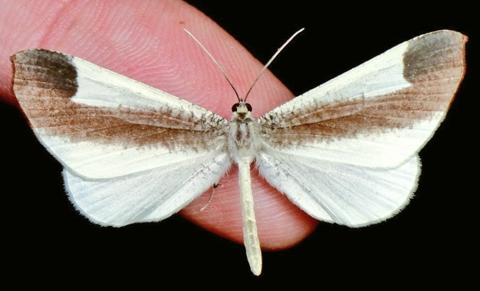 Dr. Akito Kawahara (@dr_akito) on Twitter photo Did you know? There are night-flying butterflies! We assembled the #genome of a nocturnal butterfly, and the DNA shares many similarities with nocturnal moths, such as color vision/#opsins. This is so cool! <a href="/lepidos_Rachit/">Rachit Pratap Singh</a> and YiMing Weng lead this study. biorxiv.org/content/10.110… Did you know? There are night-flying butterflies! We assembled the #genome of a nocturnal butterfly, and the DNA shares many similarities with nocturnal moths, such as color vision/#opsins. This is so cool! <a href="/lepidos_Rachit/">Rachit Pratap Singh</a> and YiMing Weng lead this study. biorxiv.org/content/10.110…