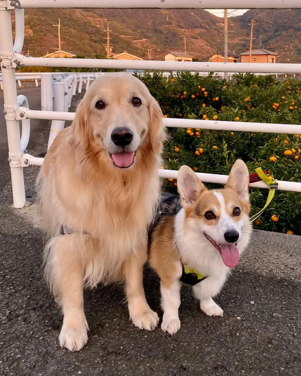 IT'z Corgi Lovers Unity(USA) (@mycorgiunity) on Twitter photo 