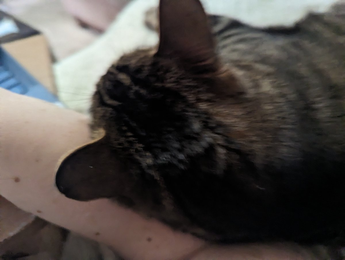 cameomacpherson's tweet photo. When your cat is using your arm as a pillow and you are typing half speed so you don't disturb him. #amwr https://t.co/YDq5kYdelz