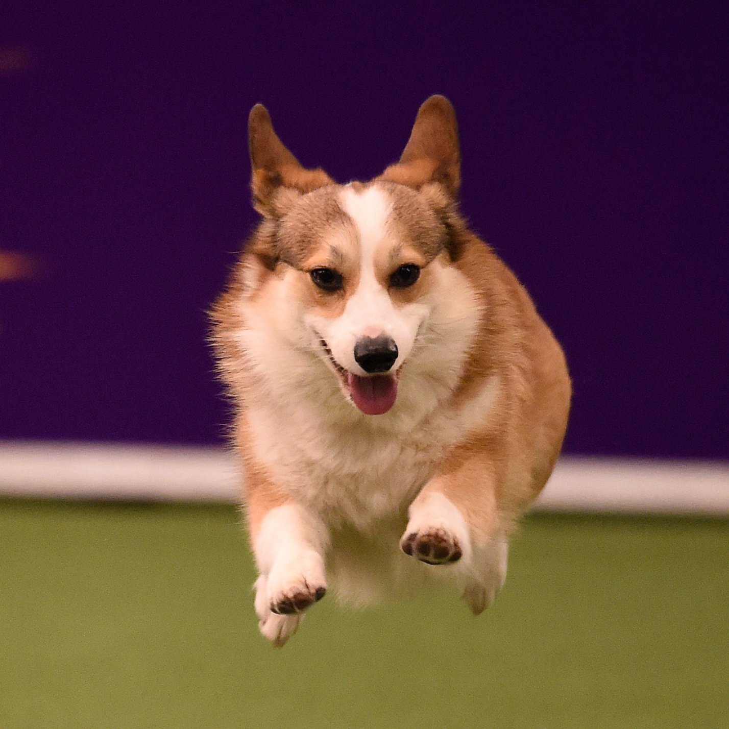 Corgi westminster 2025